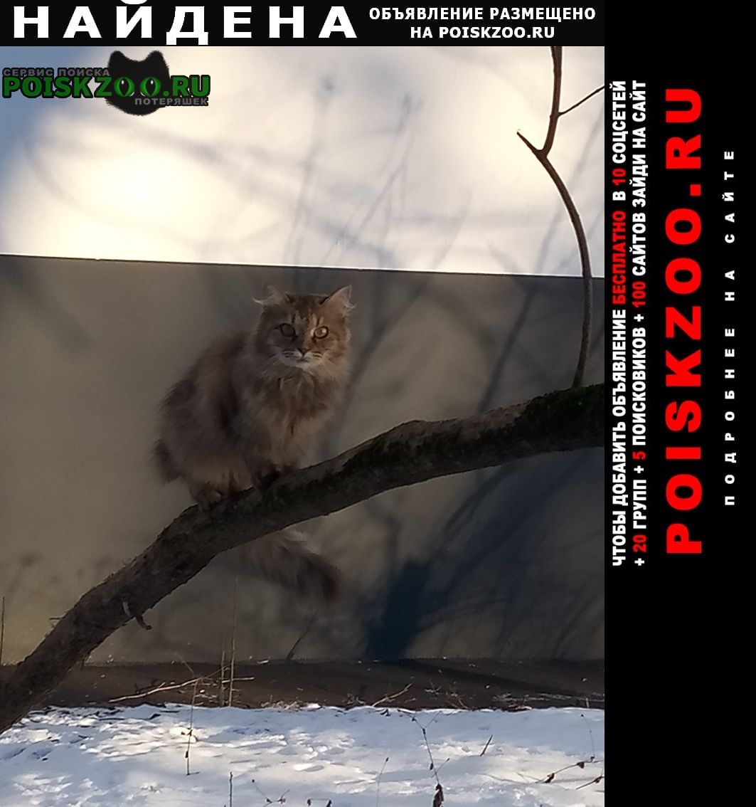 Найдена кошка возле дома 5 пр-д дежнева Москва