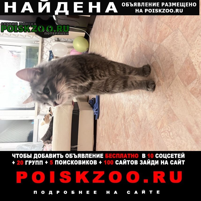 Найден кот Оренбург