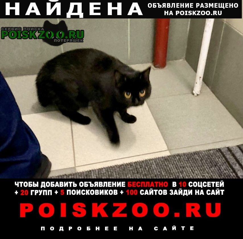 Реутов Найдена кошка или кот чёрный