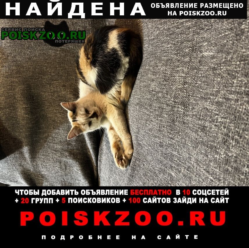 Москва Найдена кошка киевское шоссе