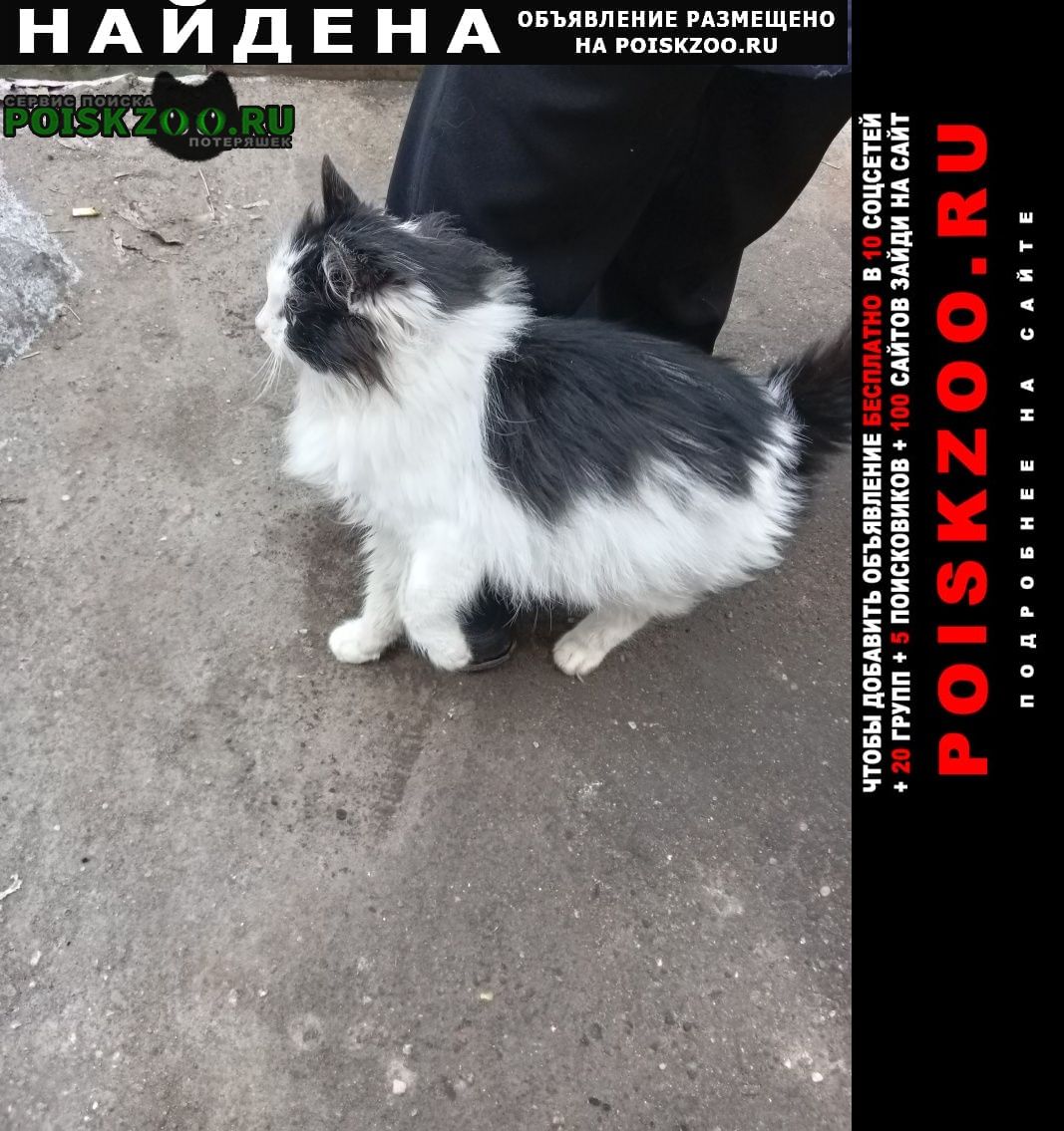 Москва Найдена кошка микрорайон марьино