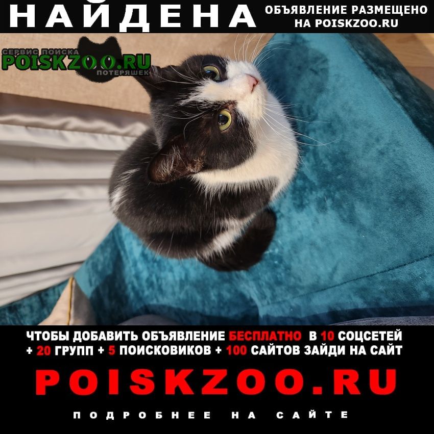 Найдена кошка кошечка ищет старого или новых хозяев Ростов-на-Дону