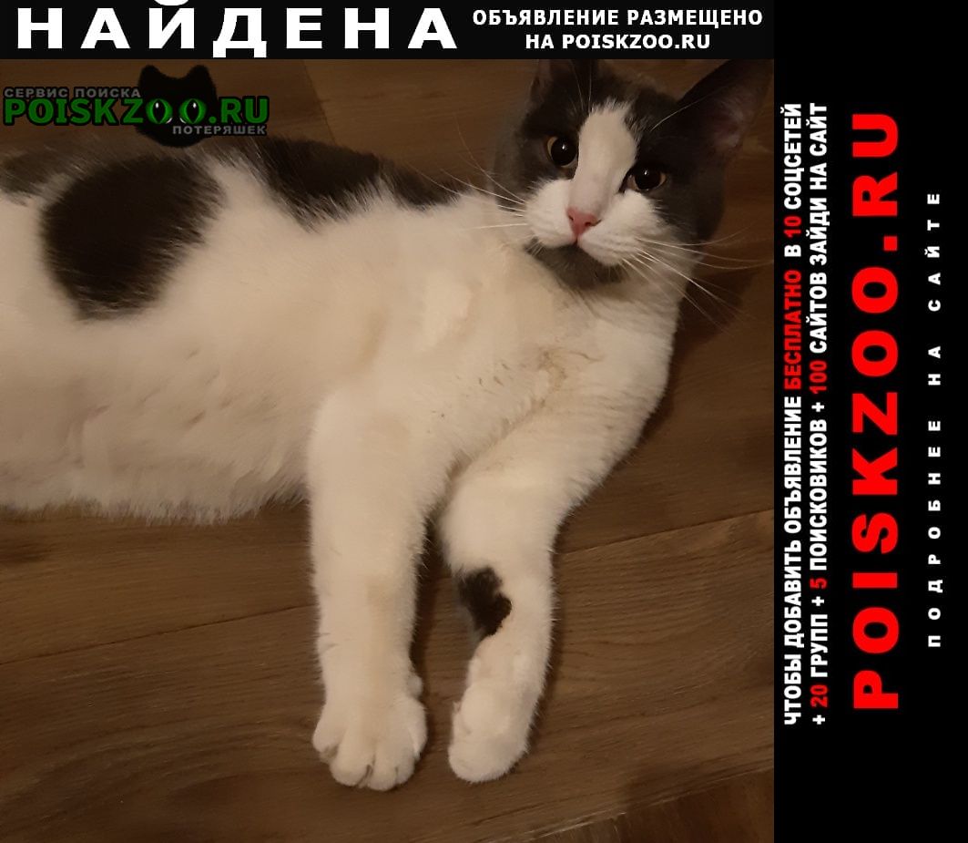 Санкт-Петербург Найдена кошка московский р-он