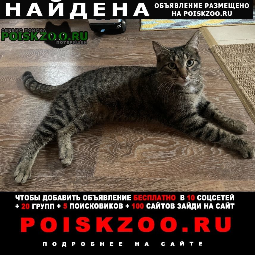 Найден кот. г. микрорайон гривно Климовск