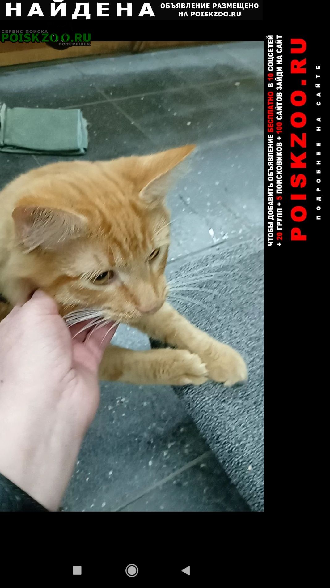 Найден котик возле уралмашевского рынка Екатеринбург