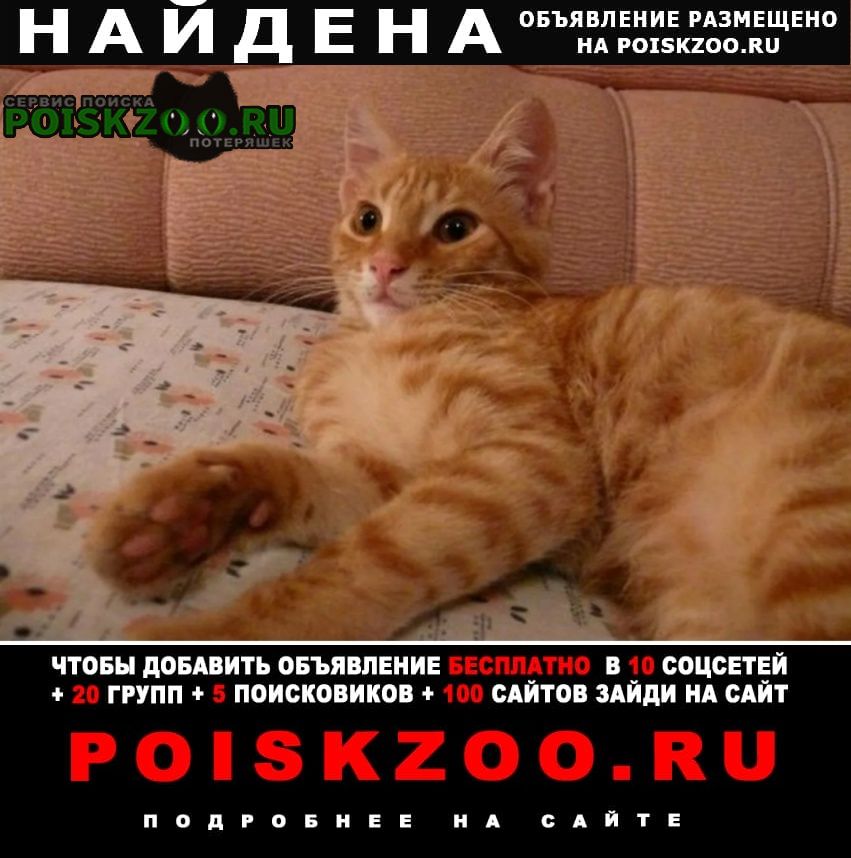 Найдена кошка кот видова 167 - б Новороссийск