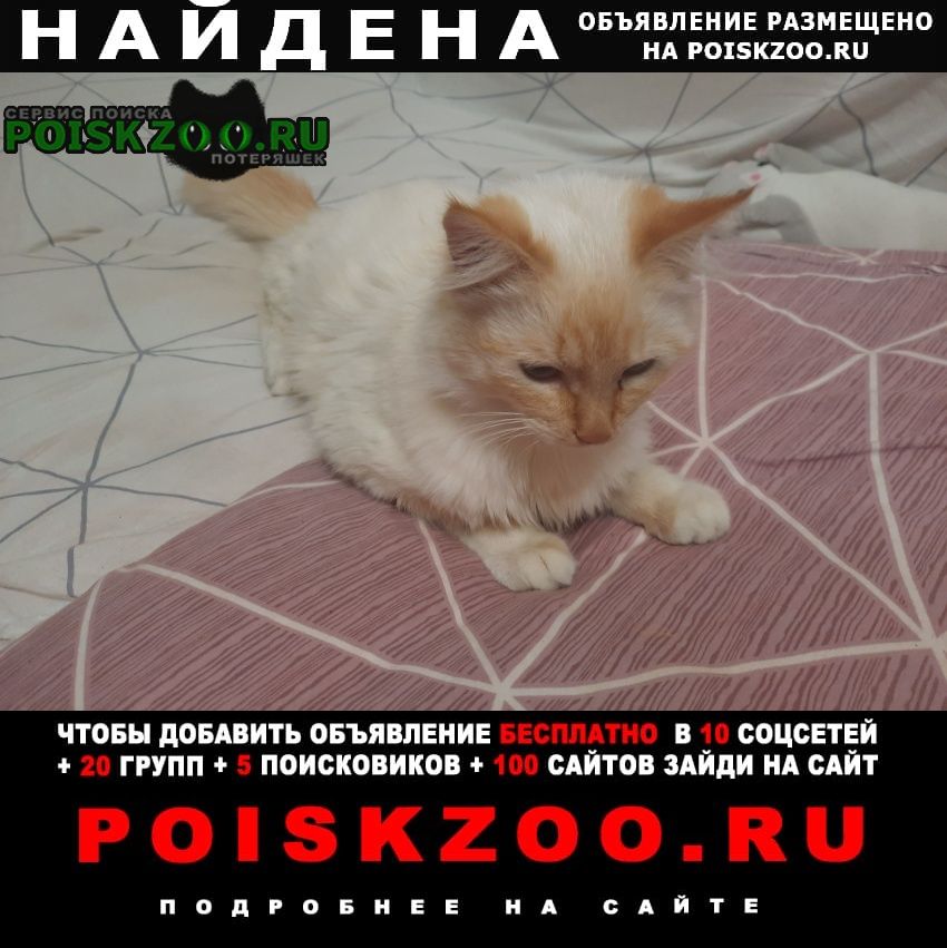 Найден кот д. чепелево Чехов