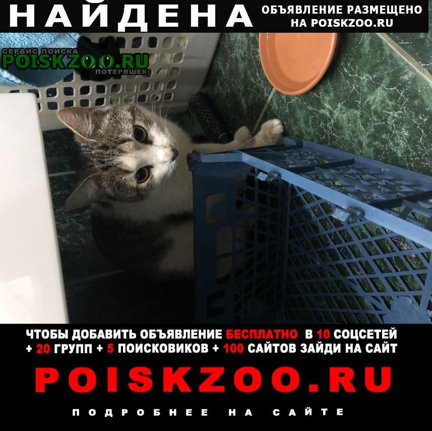 Санкт-Петербург Найден кот т кот