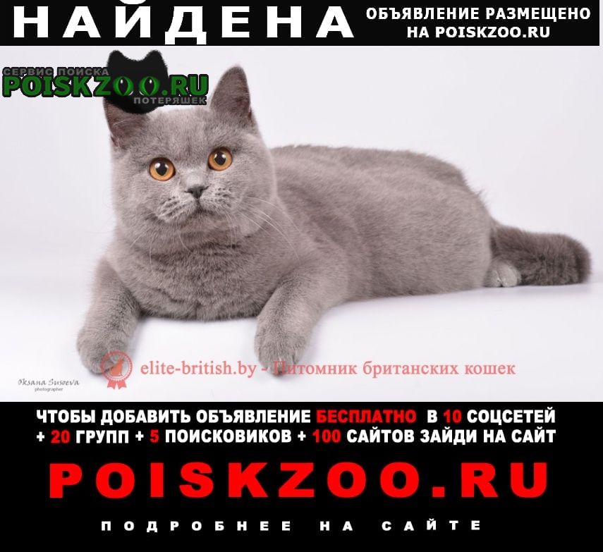 Найден кот домашний кот Москва