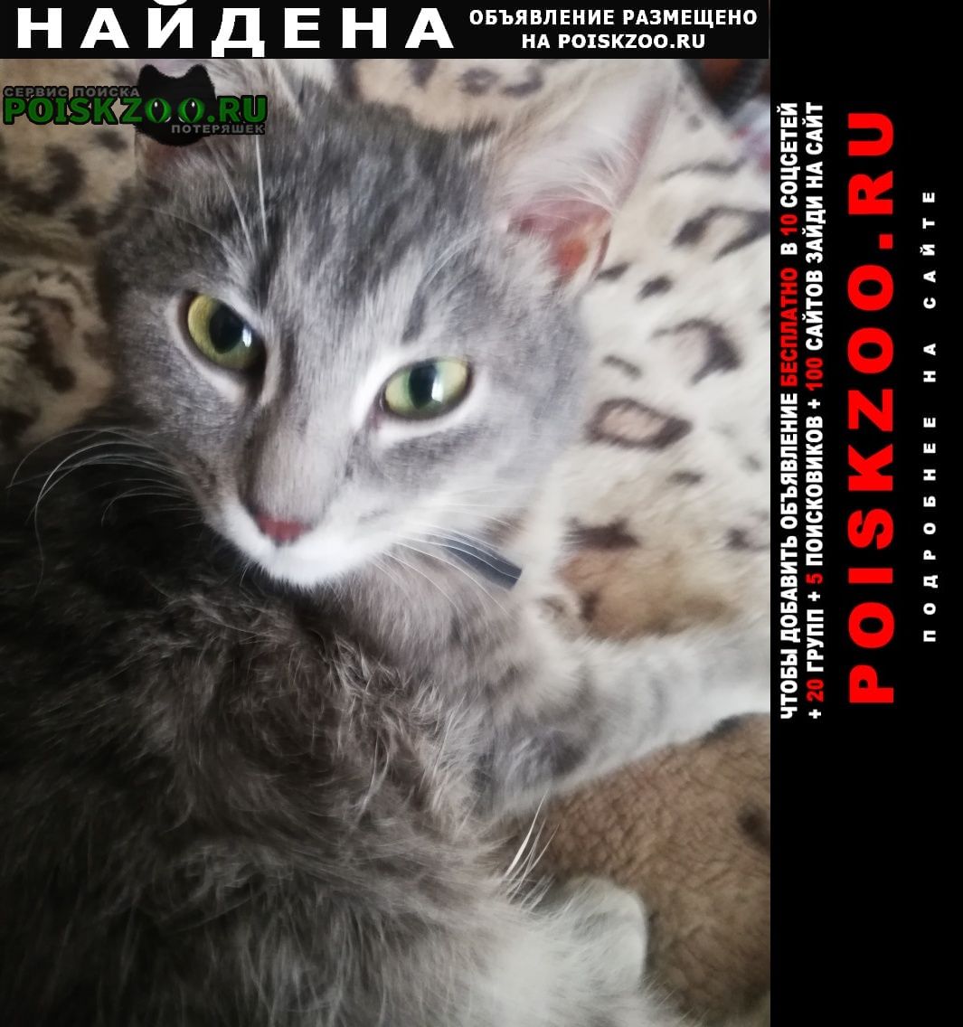 Найден кот молодой котик Пермь