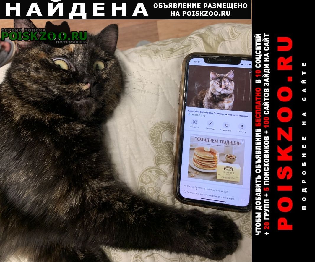 Москва Найдена кошка верну хозяйке