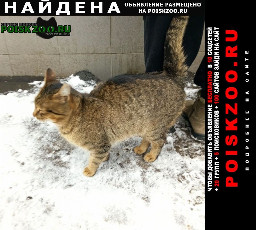 Найдена кошка или кот Москва