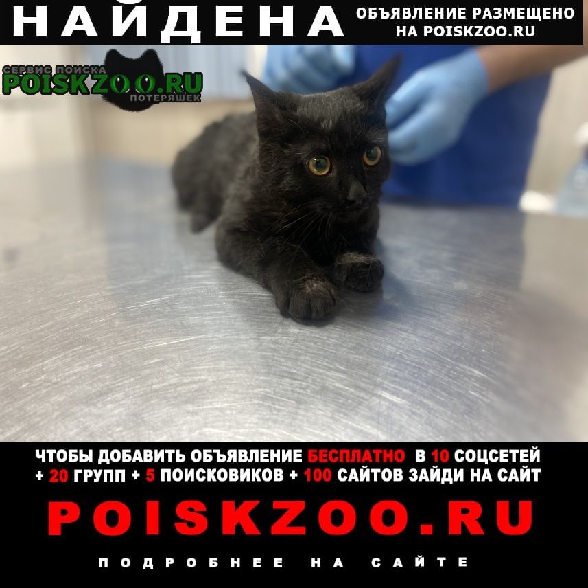 Москва Найдена кошка примерно 1 год, черная