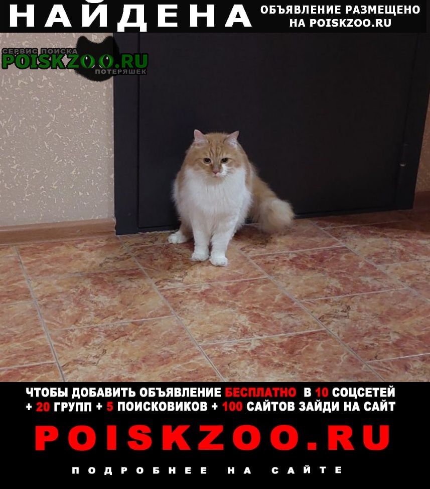 Краснодар Найден кот рыже-белый кот, взрослый большой