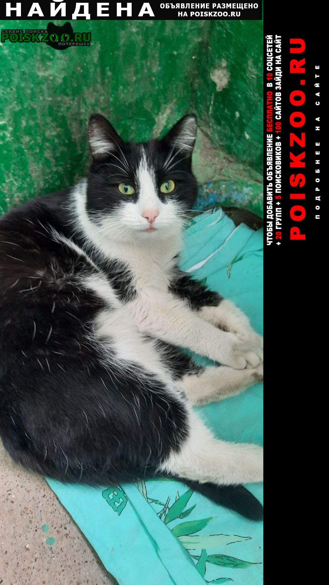 Найден кот (~6 лет) в мкрн. глумилино Уфа