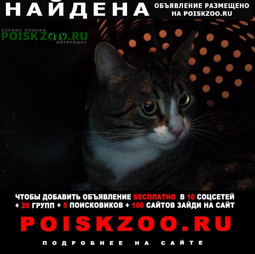 Найден котик в ноябре Санкт-Петербург