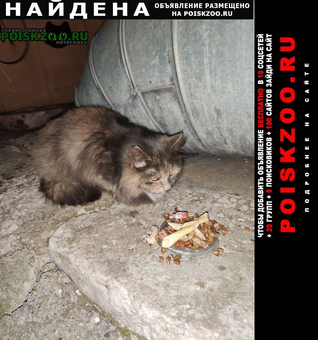 Найдена кошка появилась не давно Одинцово