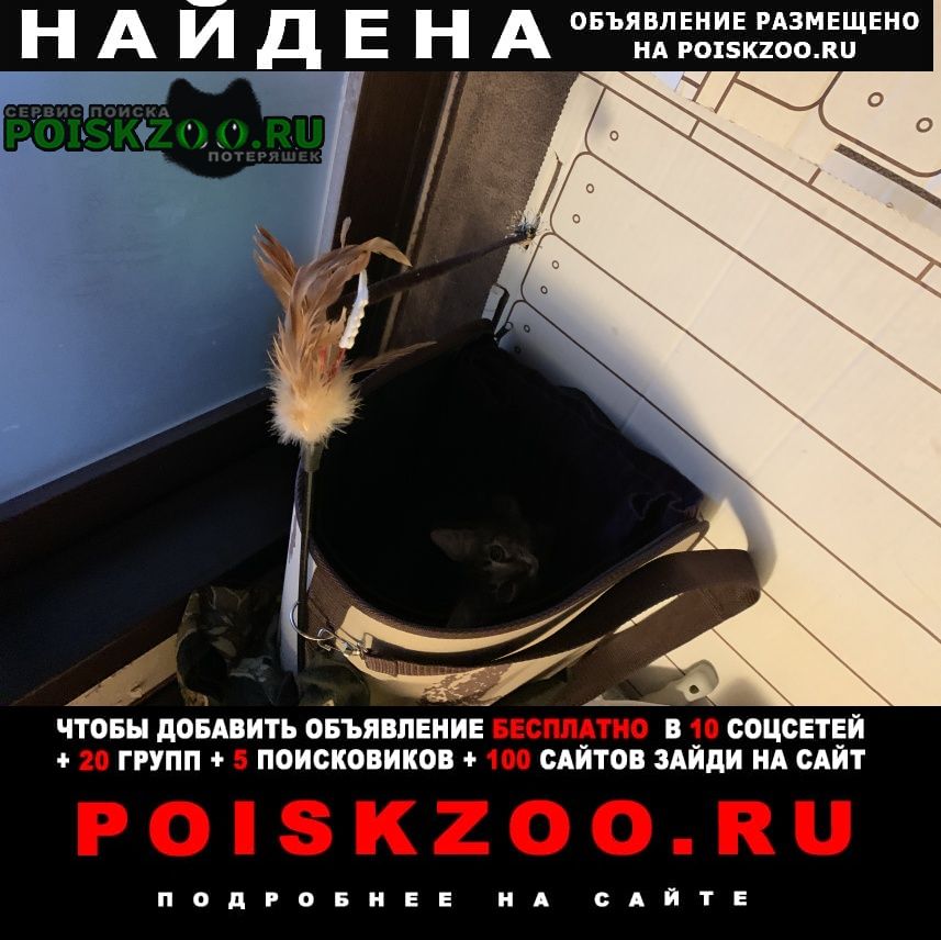 Москва Найдена кошка