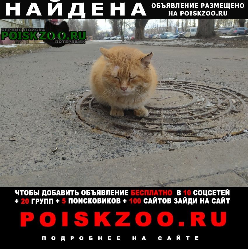 Найден кот большой рыжий кот Белгород