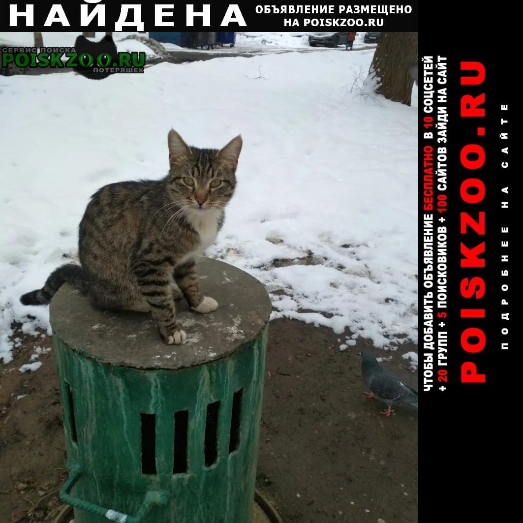 Москва Найдена кошка котёнок-подросток
