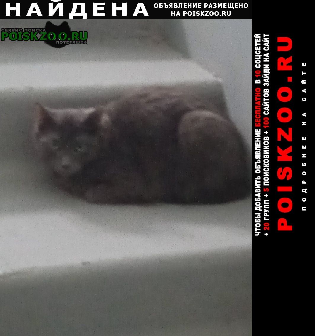 Найден кот Нижневартовск