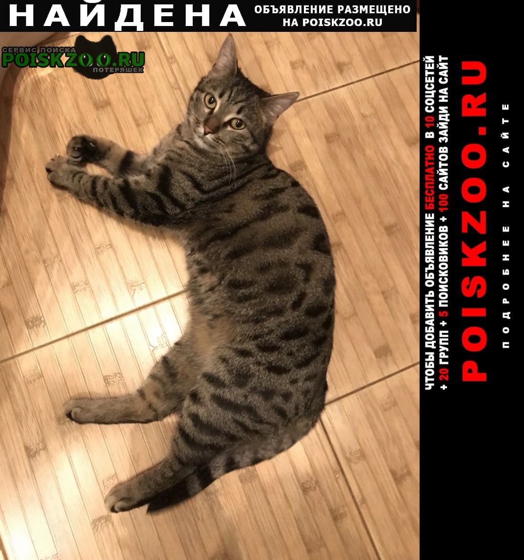 Найдена кошка на ст. м. полежаевская Москва