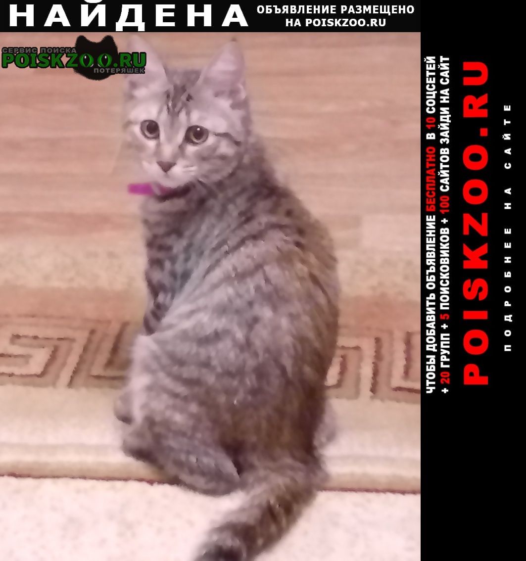 Найдена кошка котенок с ошейником Александров
