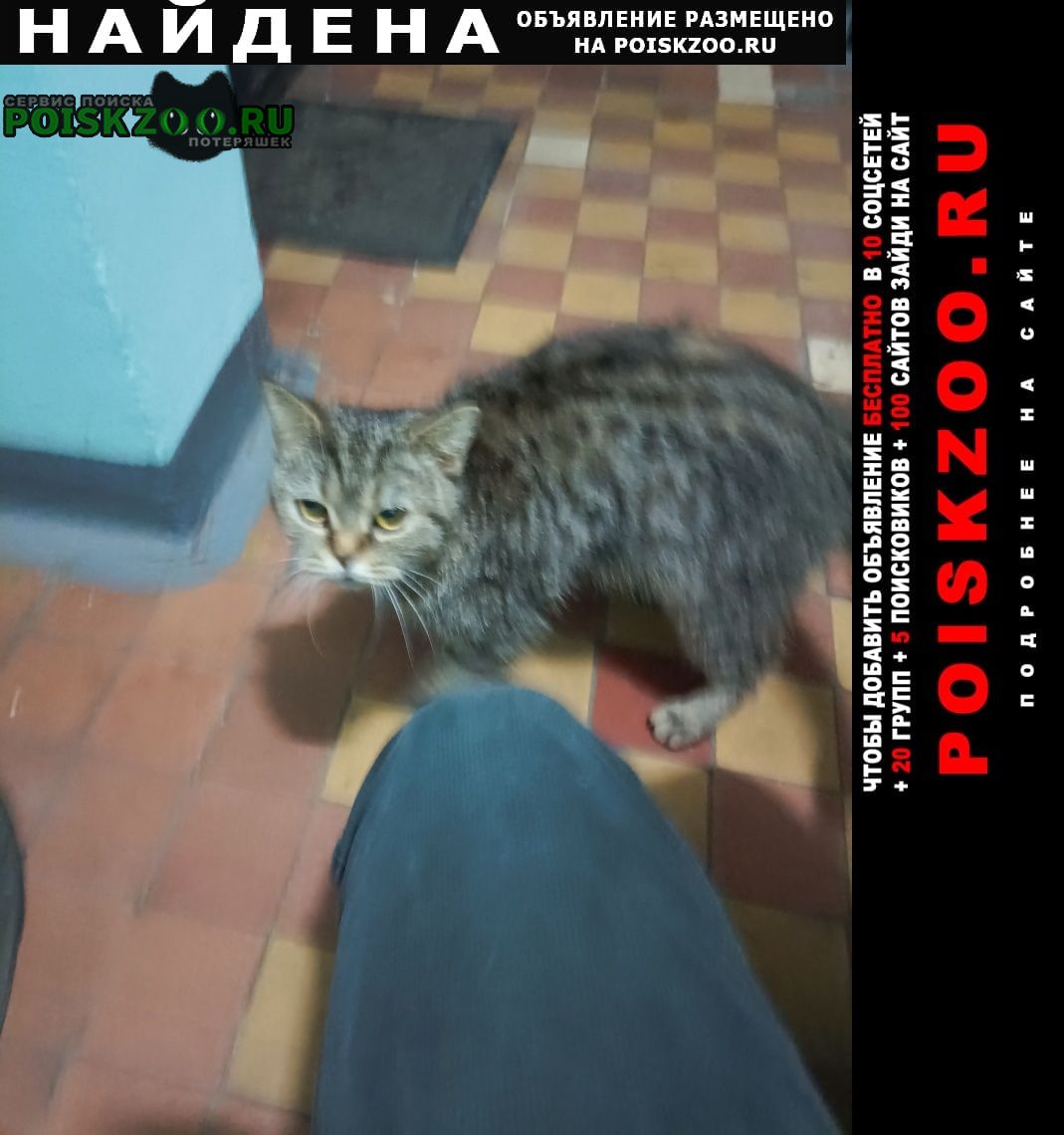 Москва Найдена кошка метис британской