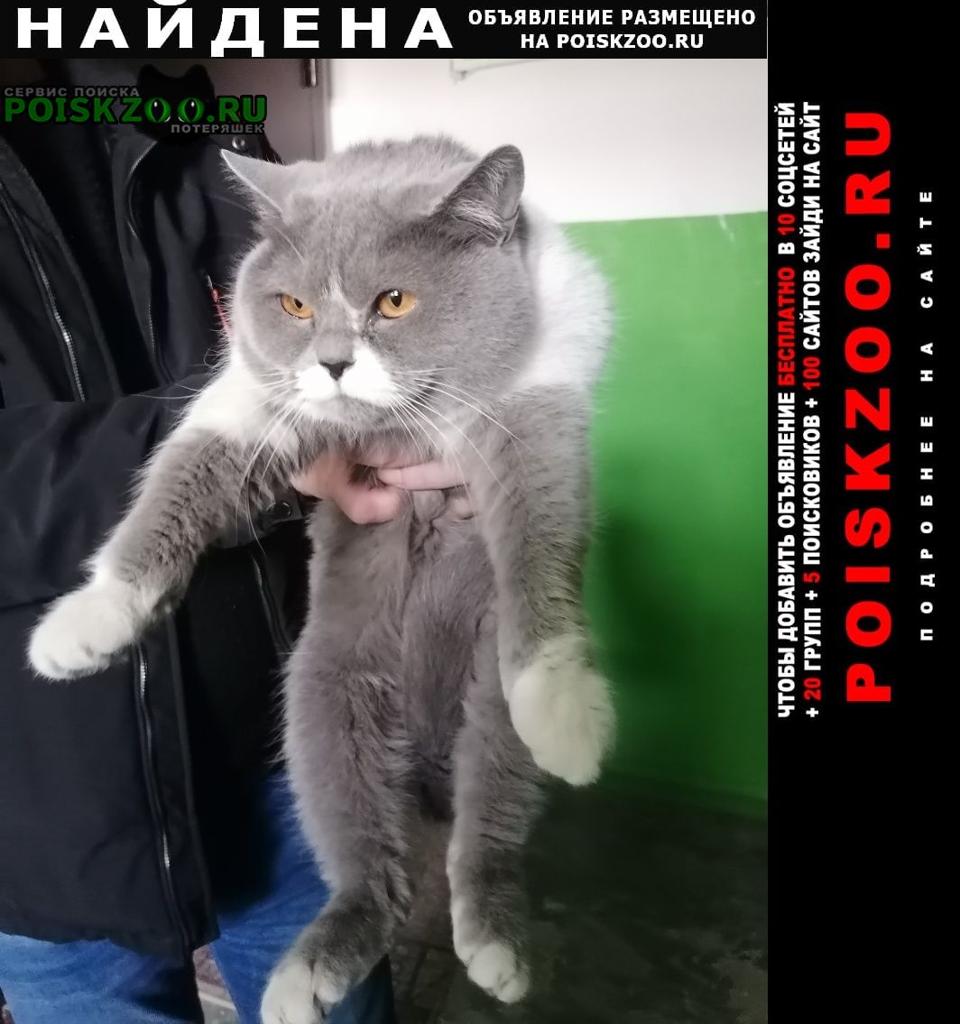Найдена кошка Волгоград