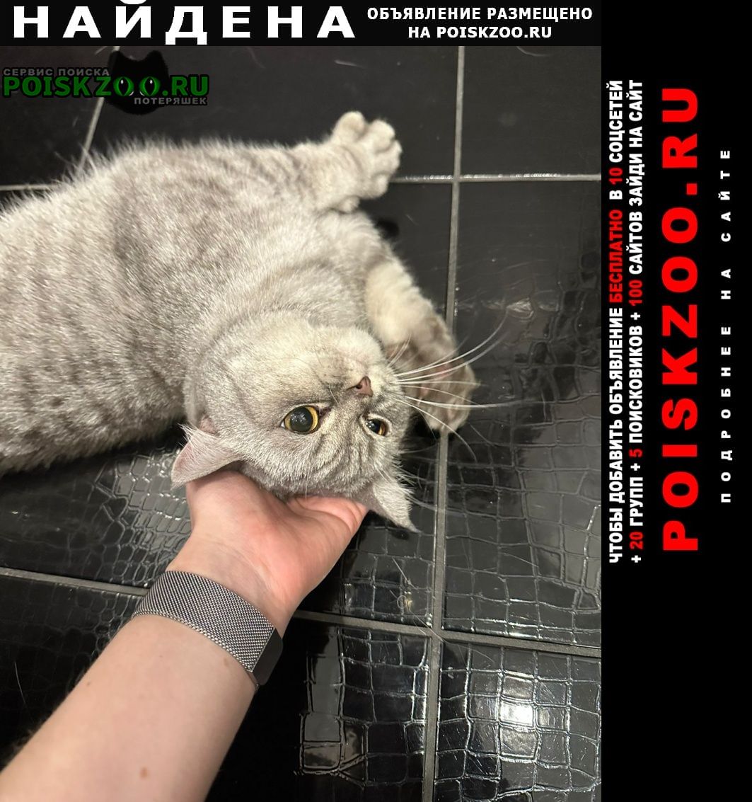 Найдена кошка сокольники, серая кошка Москва