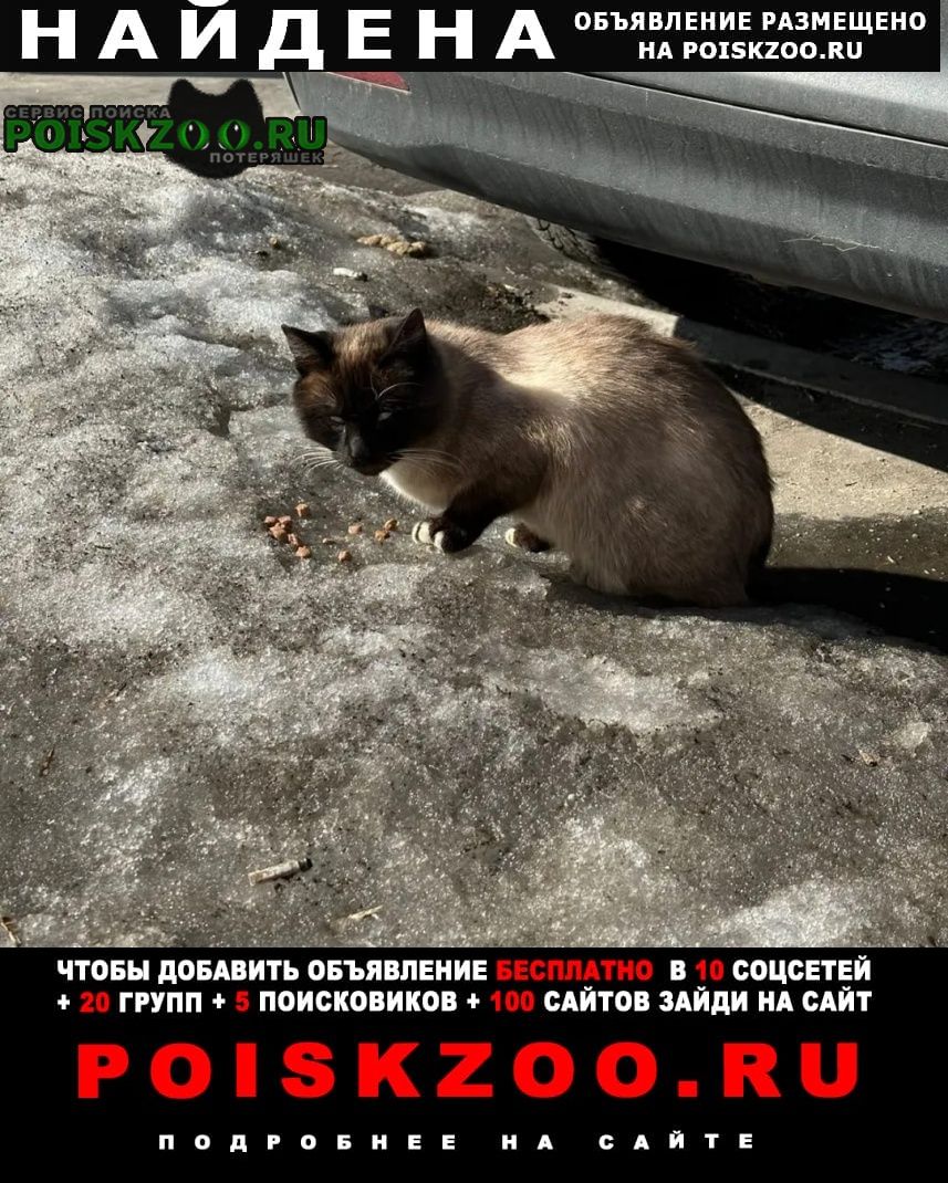 Найдена кошка кот тайский Москва