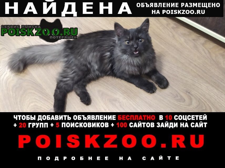 Найдена кошка golub. aleksei2013@yandex. ru Брянск