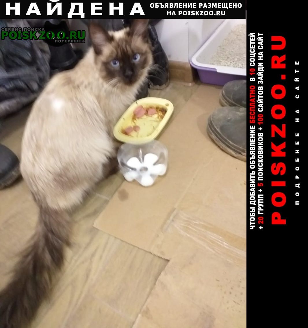 Найдена кошка сиамской породы Семилуки