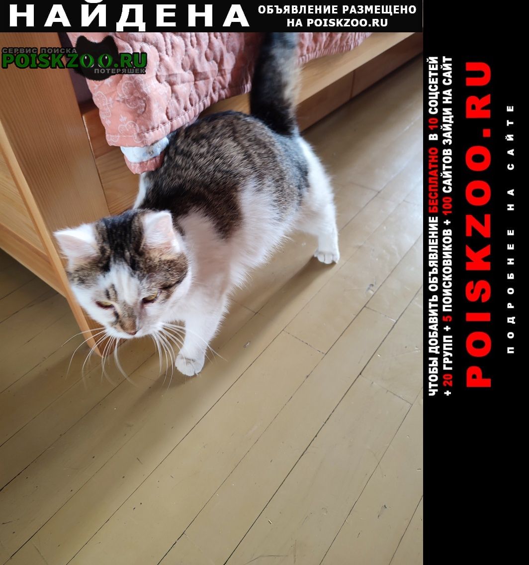 Найдена кошка точно домашняя Санкт-Петербург