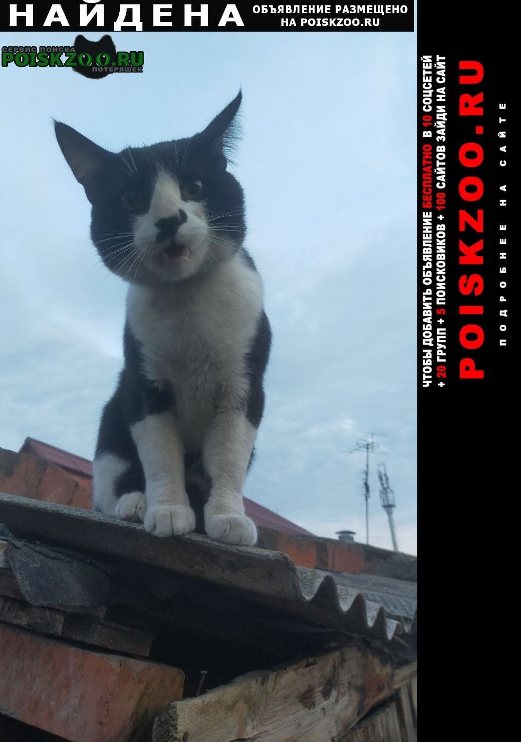 Найден кот Краснодар