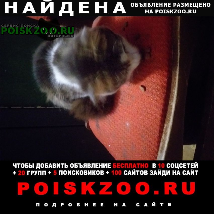 Найдена кошка красивая, пушистая Орехово-Зуево