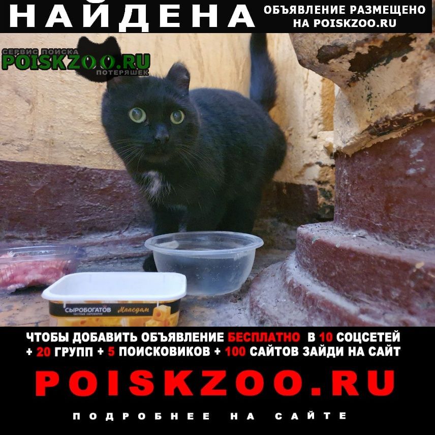 Найдена кошка ищет дом Екатеринбург