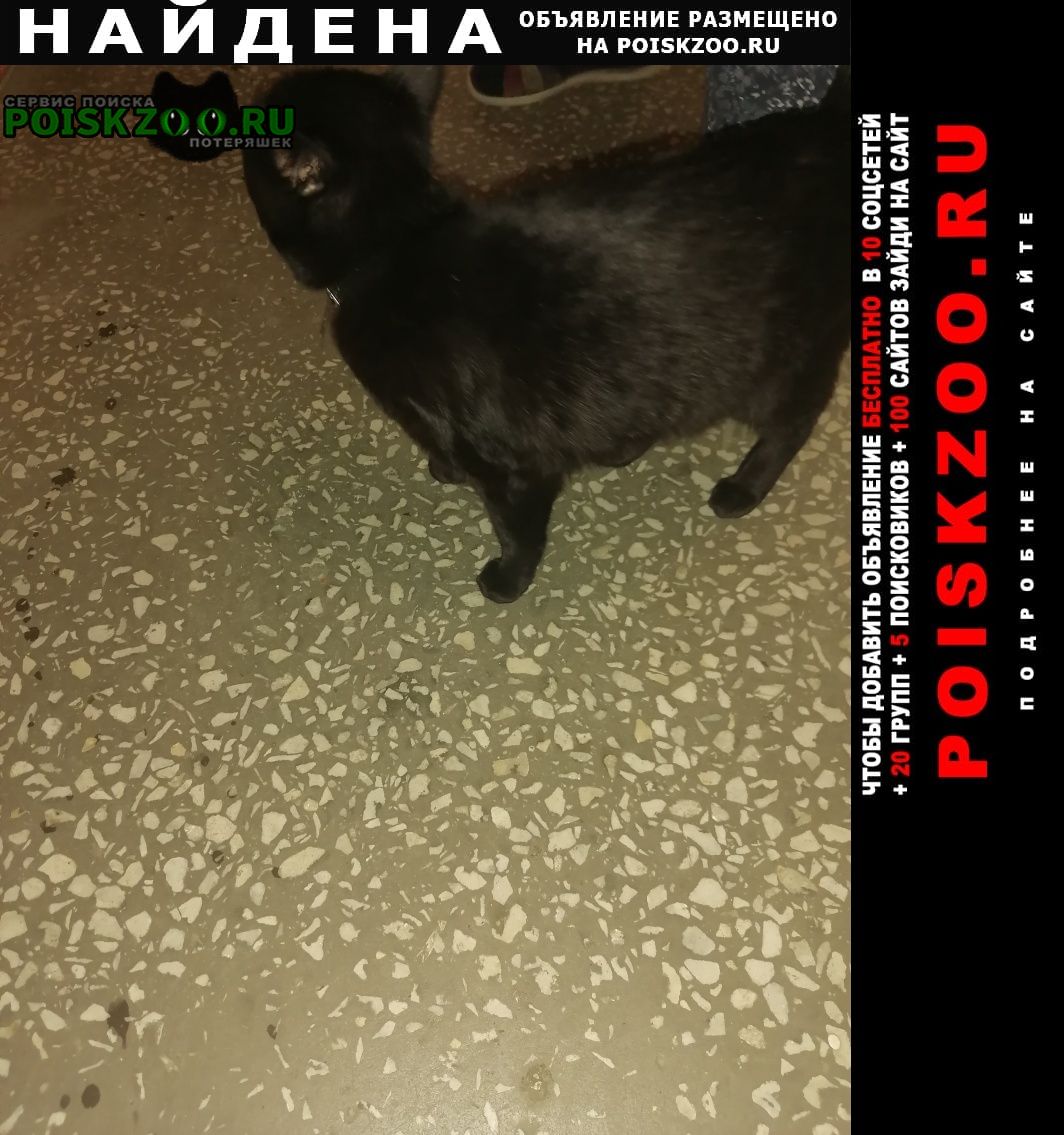 Найден кот в ошейике Красноярск