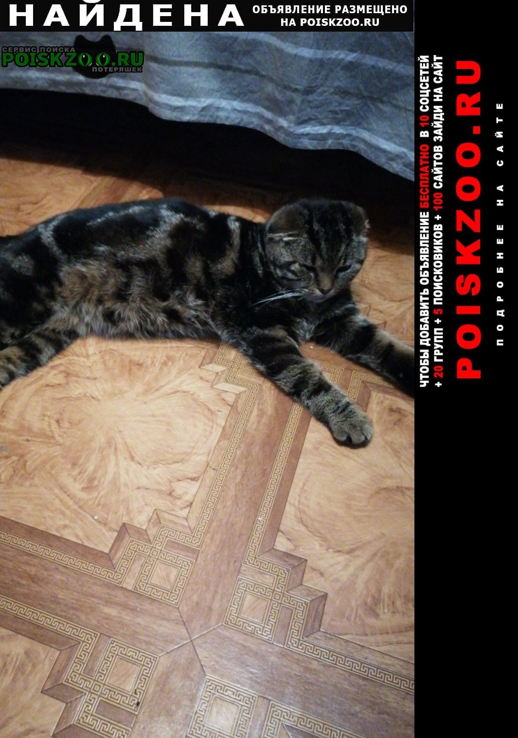 Найдена кошка веслоухая кошечка Черкесск Карачаево-Черкесская Республика