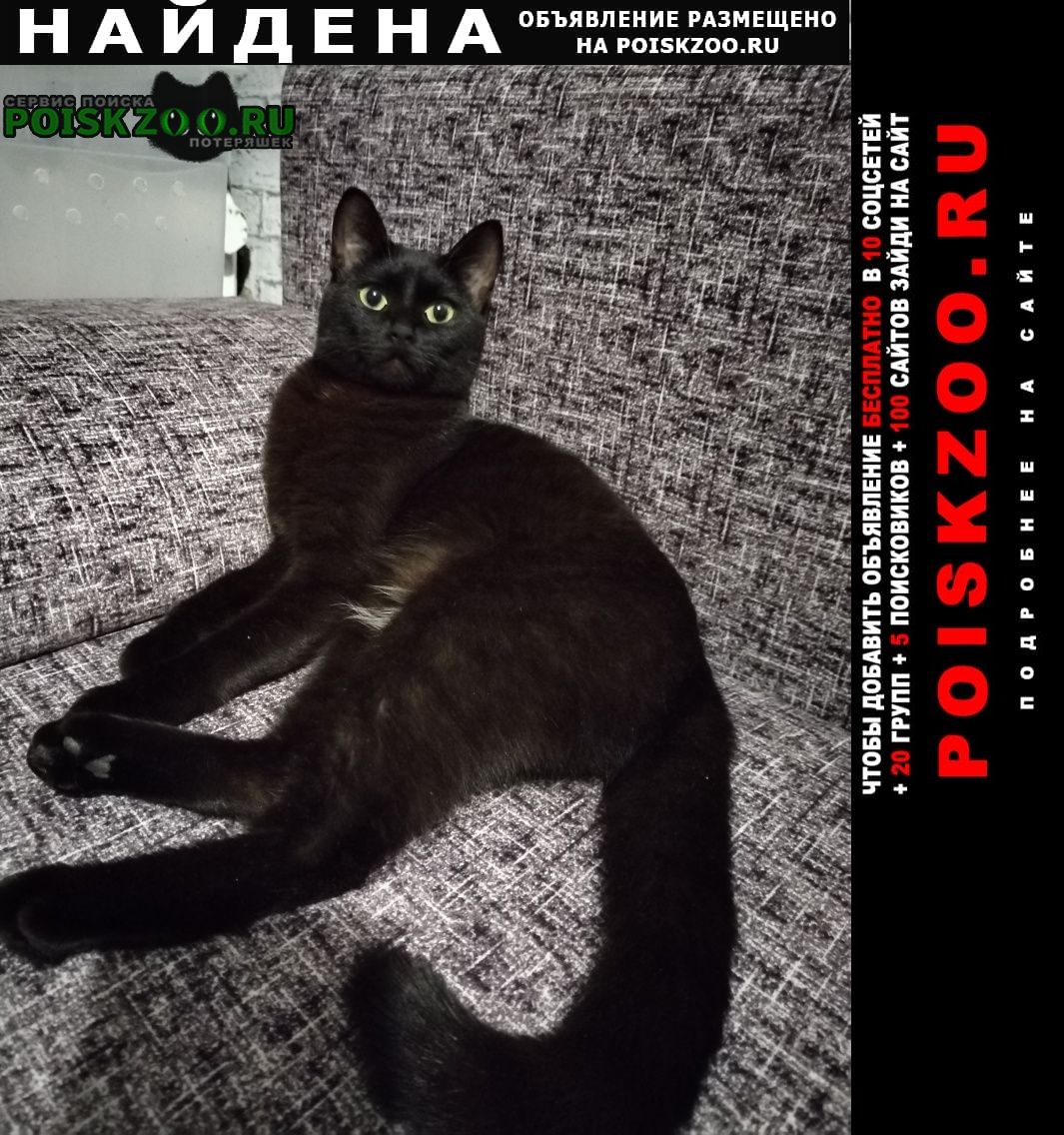 Омск Найдена кошка черная кошечка