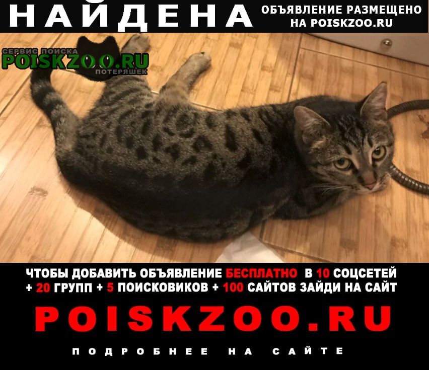 Найдена кошка нашлась ласковая стерилизованная кошка. Москва