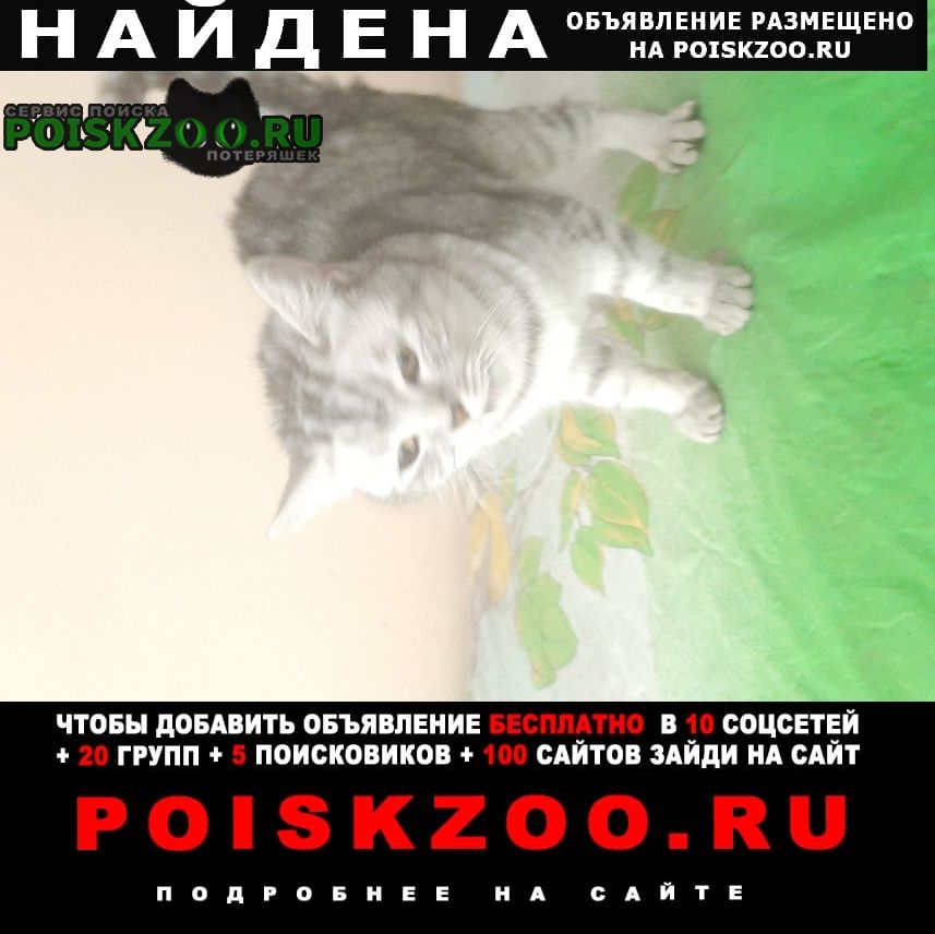 Найдена кошка Таганрог