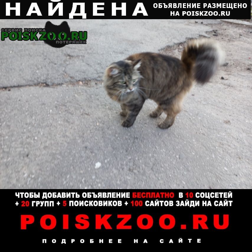 Нижний Новгород Найдена кошка домашняя кошечка