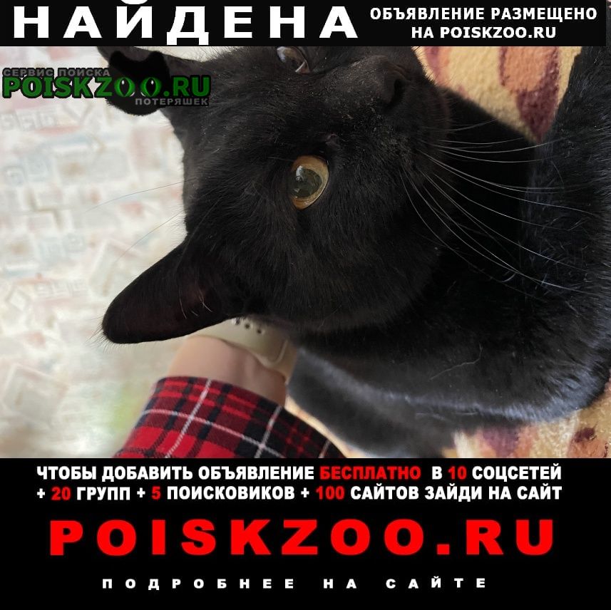 Найдена кошка в е Красногорск