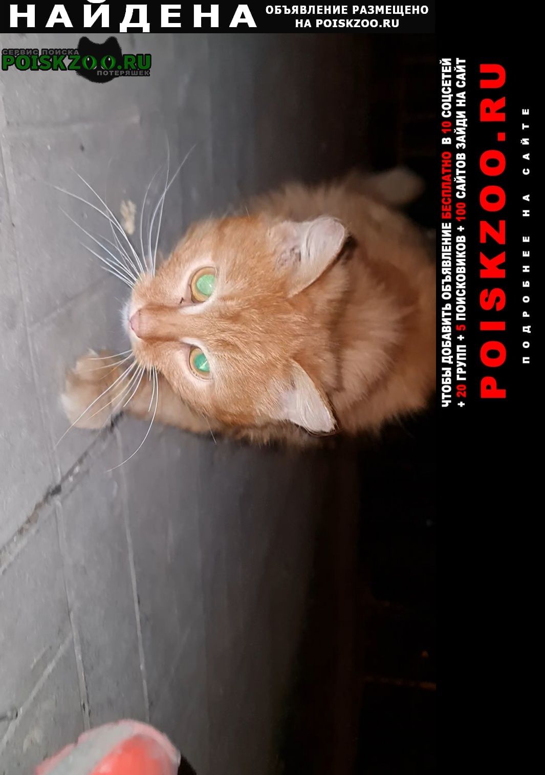 Найдена кошка рыжая кошка на ленина 209 Обнинск