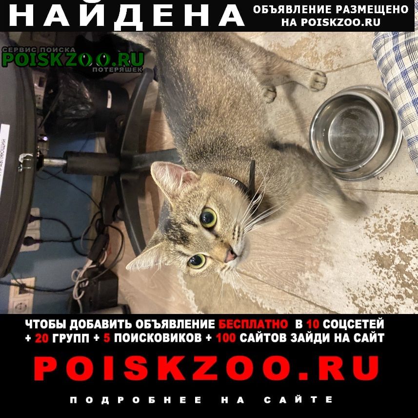 Найдена кошка басманный район. метро чистые пруды. мос Москва