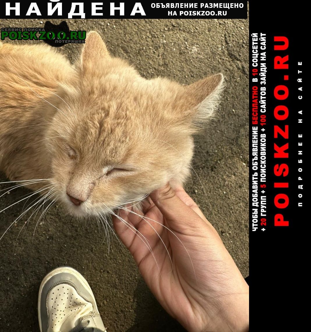 Москва Найдена кошка рыжий кот