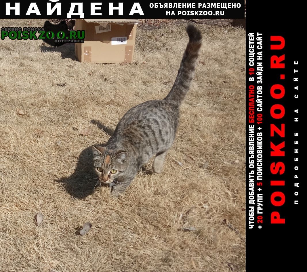 Найдена кошка Омск
