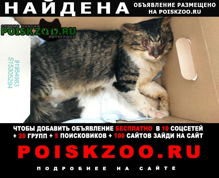 Найден кот Москва