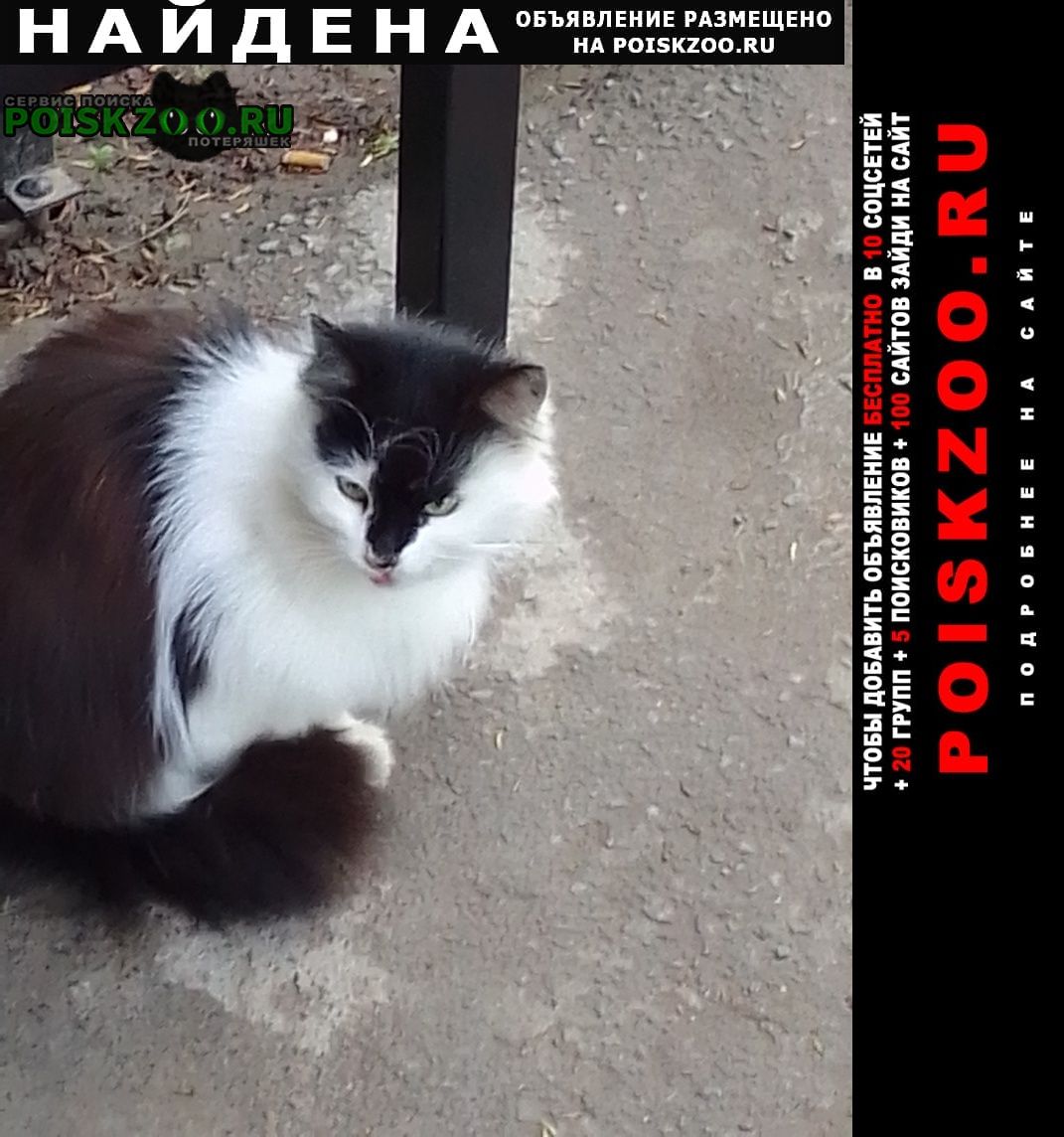 Найдена кошка Волгодонск